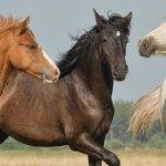 Spiruline et bien-être chez les chevaux